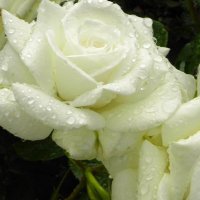 كبلز جده (@memo36179641) 's Twitter Profile
