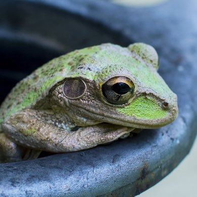 gako920's profile picture. It is not the strongest of the species that survives, nor the most intelligent that survives. It is the one that is most adaptable to change.