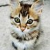 🍒 🩵 CatLover 🩵🍒 (@pitutimaria) Twitter profile photo 🍒 🩵 CatLover 🩵🍒 (@pitutimaria) Twitter profile photo