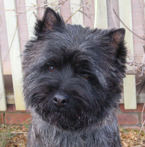 lochrincairn's profile picture. Lochrin Cairn Terriers are located in the beautiful Macedon Ranges of Victoria, Australia. We breed quality cairns with wonderful temperaments.