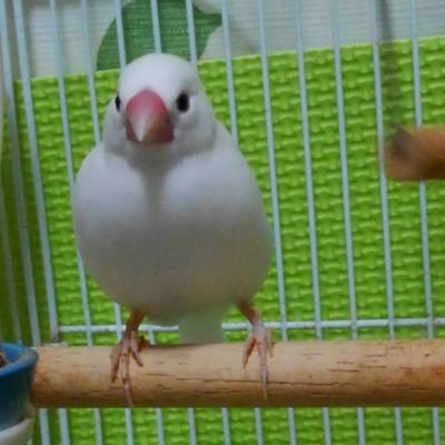 幸桜さんのプロフィール画像