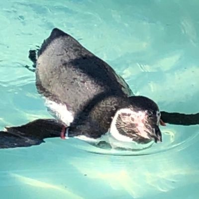 雪兎さんのプロフィール画像