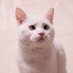 Charlize Wu (@lawyerusagi) Twitter profile photo Charlize Wu (@lawyerusagi) Twitter profile photo