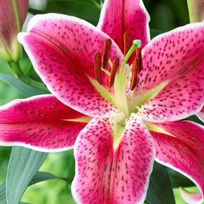 Lily pink twitter