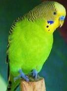 Schlacht101's profile picture. 