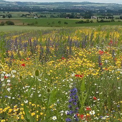 Conservation Biology, University of Göttingen; conservation of farmland birds.
Naturschutzbiologie Uni Göttingen,  Schutz von Vögeln der Agrarlandschaft.