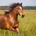 Horse Rider (@horseridercom) Twitter profile photo Horse Rider (@horseridercom) Twitter profile photo