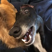 Angus the Greyhound(@GreyhoundAngus) 's Twitter Profile Photo
