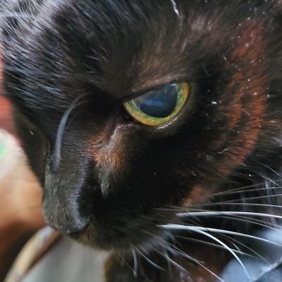 B_Senkawa's profile picture. Born in Japan but speak very average Japanese. I am learning though. よろしくお願いします