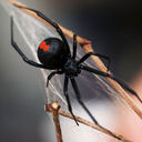 REDBACK - @PhilLancaster - Twitter