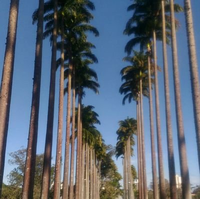 levisillva's profile picture. 😀🛫🇧🇷