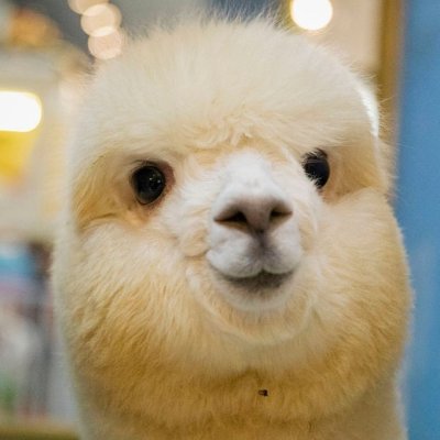 dglomberg's profile picture. Technical Artist / VR&AR @ Mixed Reality and Visualization Lab, University of Applied Sciences Duesseldorf.