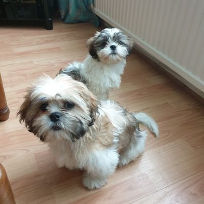 WirralDogs's profile picture. Coco and Leia are two very cheeky puppies who love adventure. #wirral