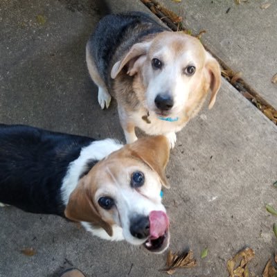 Remington and Dawson ‘da boys’ Nellie OTRB 6/18/18 Biscuit OTRB 4/7/2019. #beaglebugclub