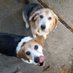 Remy and Dawson and Angels Nellie and Biscuit (@2beaglemum) Twitter profile photo
