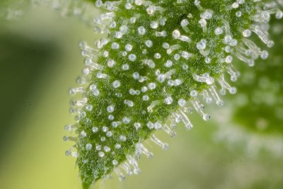 I am a cannabis photographer, based in Toronto. I am always looking for fun projects.