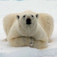 Décadence (@decadence74) 's Twitter Profile