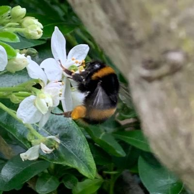 Busy bumblebee