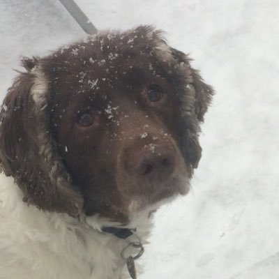 Stevescoops's profile picture. Spurs loving french polisher