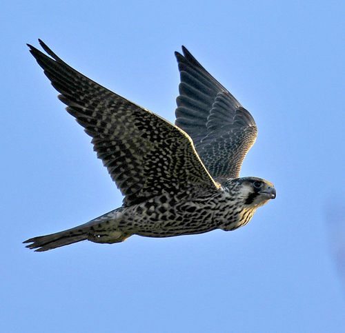 warfalcon's profile picture. 喜欢阅读，爱好研究各种学习方法