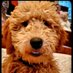 nooodle (@nooodle) Twitter profile photo nooodle (@nooodle) Twitter profile photo
