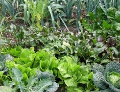 What's up people? My wife and I are proud to have a great organic garden. Don't get us wrong, it took us LOTS of hardwork and we're here to share our tips! ;)