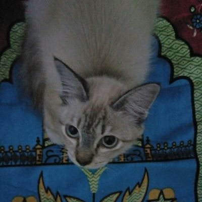 @qilsal