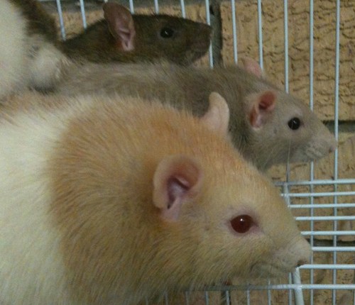 MushroomRattery's profile picture. Two rat breeders located in the Hunter Valley, NSW, Australia.