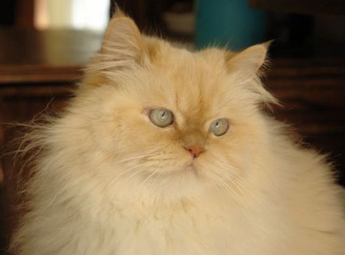 zbleumoon_lists's profile picture. ღ This account created to add more lists for @zbleumoon ღ