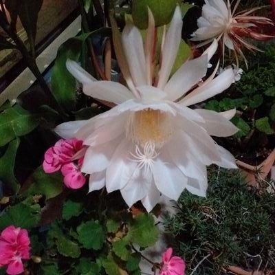 PennaFrancisca's profile picture. 