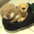PhilsLion's profile image