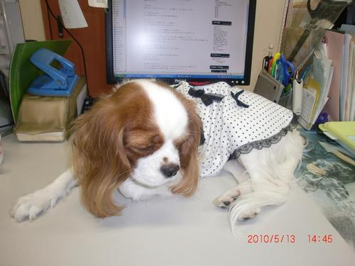 キャバリアの野薔薇。初めての飼い犬で甘やかし気味。獣医さんに教えてもらいながら、厳しいつもりでいるけれど、かわいいもんでしょうがないです。