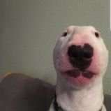 __sofiamorales's profile picture. nothing but quality retweets here