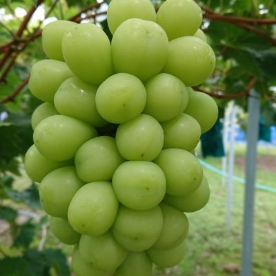晴れの国岡山でぶどう専業農家をしてます🍇
岡山ブランド 「晴王」のシャインマスカット ・ びほく地域ブランド 「美王・天空の実り」のニューピオーネ ・赤系希少品種サニードルチェ /クイーンニーナ も栽培しています。
美味しいぶどう🍇を安心安全に! 脱サラ農業&子育て奮闘中💦
