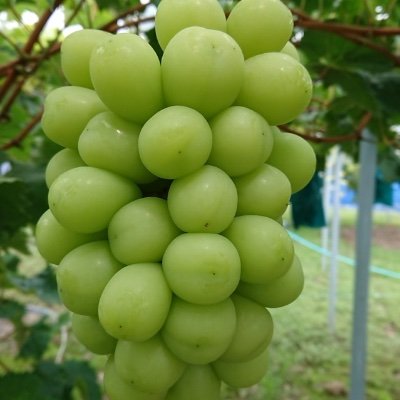 晴れの国岡山でぶどう専業農家をしてます🍇 ・ 岡山ブランド 「晴王」のシャインマスカット ・ びほく地域ブランド 「美王・天空の実り」のニューピオーネ ・赤系希少品種サニードルチェ ／クイーンニーナ も栽培しています。  冬には今話題の菊芋も作って出荷しています！美味しいものを安心安全に。脱サラ農業&子育て奮闘中💦