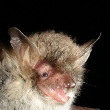 PeskyPipistrel1's profile picture. 