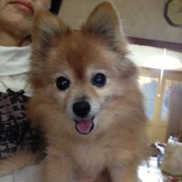 灯華 (@touka_flamsteed) 's Twitter Profile