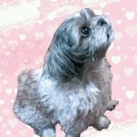 reon 🐕&yasu💓(ネット保守連合応援団(๑•̀ㅁ•́๑)✧) (@316reon) 's Twitter Profile Photo reon 🐕&yasu💓(ネット保守連合応援団(๑•̀ㅁ•́๑)✧) (@316reon) 's Twitter Profile Photo