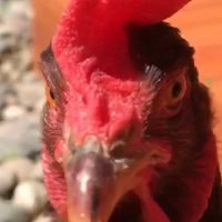 ChickenDadTX(@ChickenDadTX) 's Twitter Profile Photo