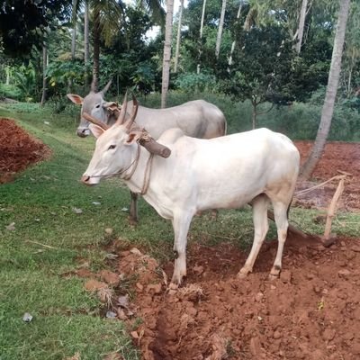 umeshanayakagm1's profile picture. agriculture