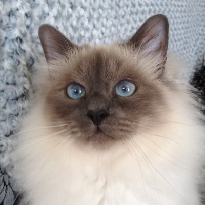 GLebirman Profile Picture