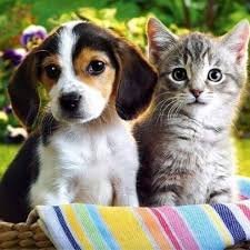 Karin_Freckles's profile picture. amo la Danza, el Deporte, la Naturaleza y los Animales, me gusta reír y disfrutar de las cosas simples ;)