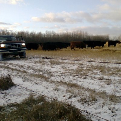 Follows/retweet≠endorsement, talks cheap actions speak louder, land steward & producer of Alberta Beef, their care comes first, HD mechanic, ex offroad rigmover