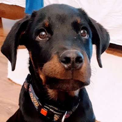 gupi's profile picture. computer dinosaur