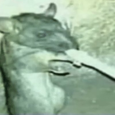 MergoRL's profile picture. :)