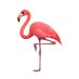 Flamingo Literary *on hiatus* (@flamingolit) Twitter profile photo Flamingo Literary *on hiatus* (@flamingolit) Twitter profile photo