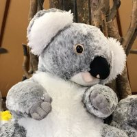 とし🐨📷 (@toshi_photo_jp) 's Twitter Profile Photo とし🐨📷 (@toshi_photo_jp) 's Twitter Profile Photo