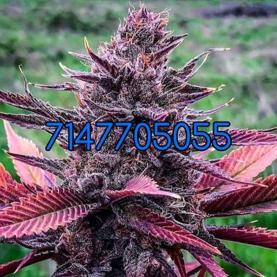 so cal nursery
text for inventory both teens and clones
7147705055