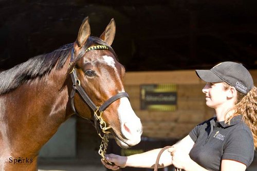 The leading CA sales consignor. International Bloodstock Agency, Pinhooking Partnerships, Stallion Syndication and Management.