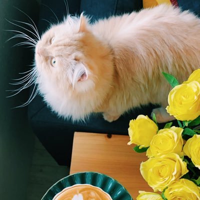 33_mooka's profile picture. 